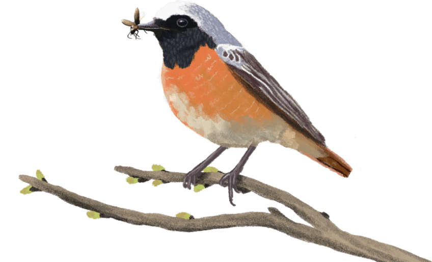 Gekraagde roodstaart